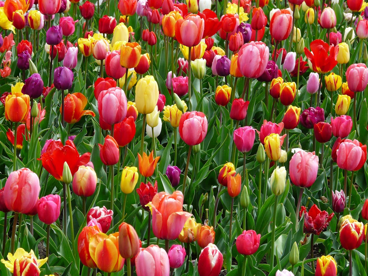 A colorful array of tulips blooming in a field, showcasing the beauty of spring season.